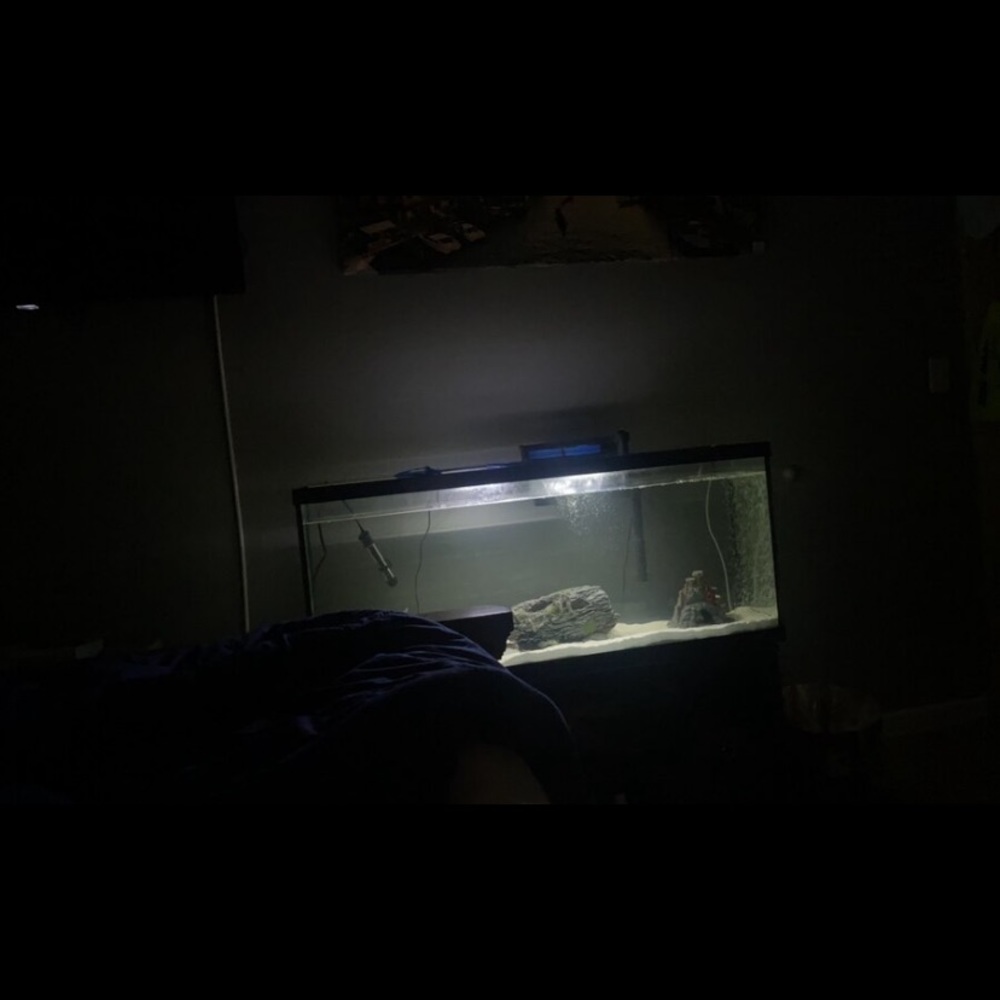 55 Gallon fish tank with everything you need.